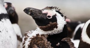 A close-up of a penguin's head among a flock. It's feathers look scruffy