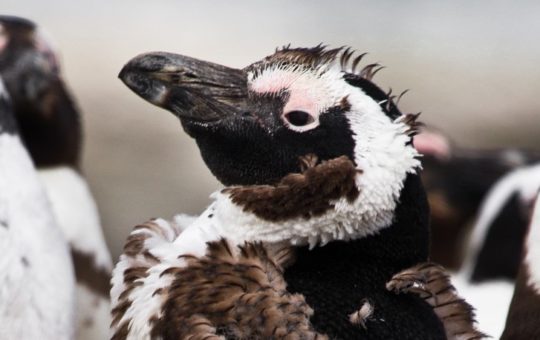 A close-up of a penguin's head among a flock. It's feathers look scruffy