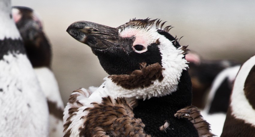A close-up of a penguin's head among a flock. It's feathers look scruffy