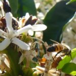Distance from natural habitat doesn’t reduce pollination in tropical smallholder farms