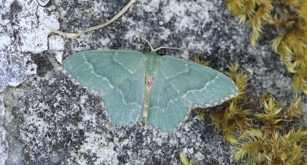 A common emerald moth