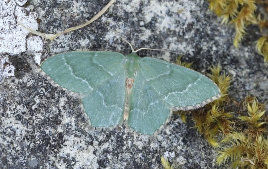 A common emerald moth