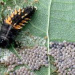 Insects are victims too, not just invaders, says study