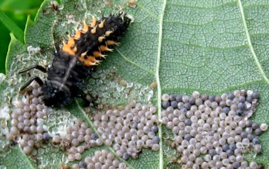A Harlequin larva on a leaf that is covered in moth eggs