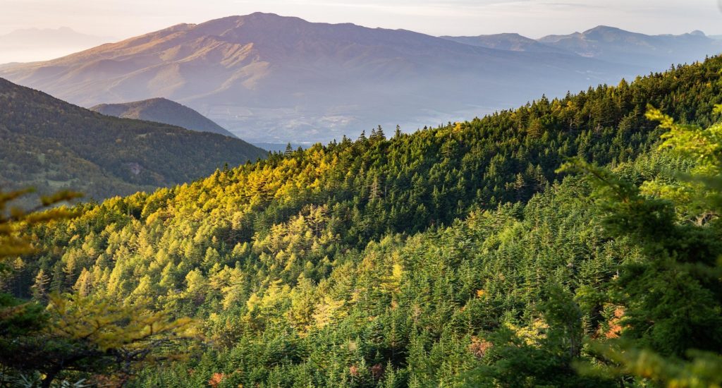 A landscape shot of a forest in a mountainous area