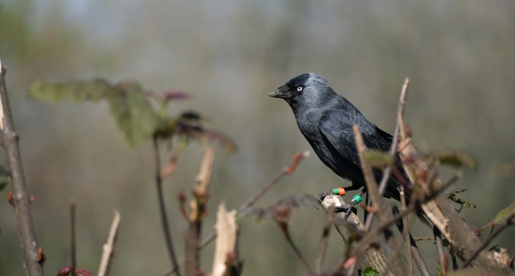 A jackdaw with identification tags on its legs perched in a tree