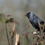 Jackdaw chicks listen to adults to learn about predators