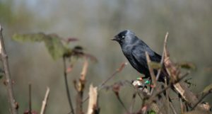 A jackdaw with identification tags on its legs perched in a tree