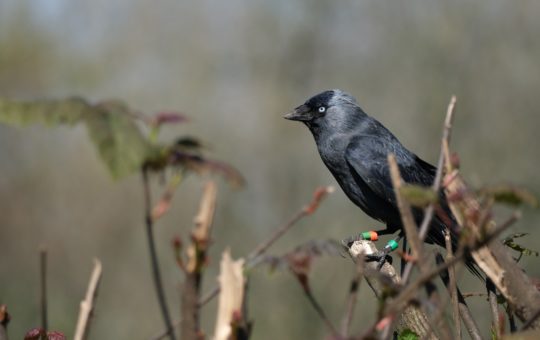 A jackdaw with identification tags on its legs perched in a tree