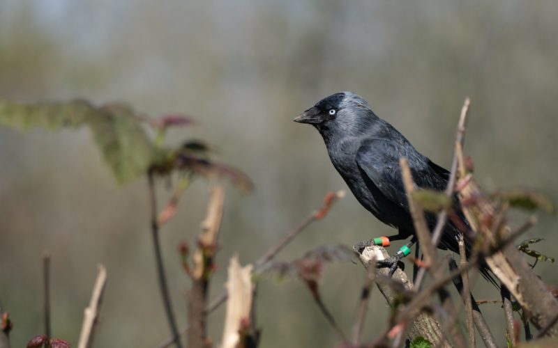A jackdaw with identification tags on its legs perched in a tree