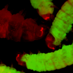 Engineered moths could replace mice in research into “one of the biggest threats to human health”