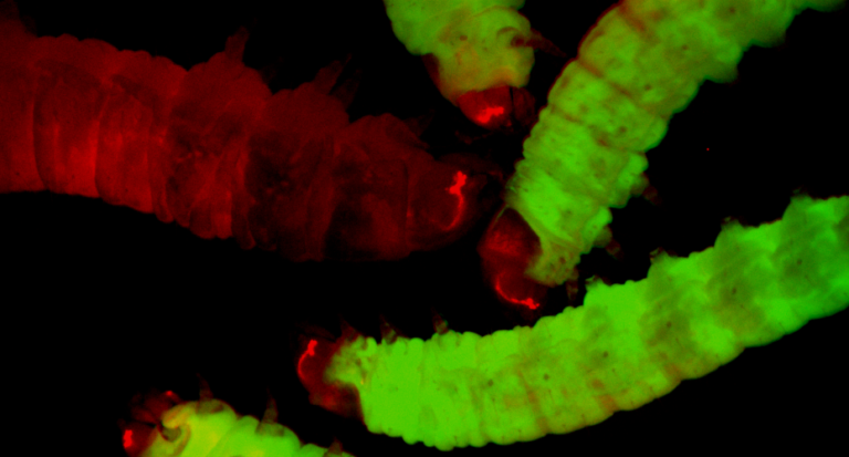 Engineered moths could replace mice in research into “one of the ...