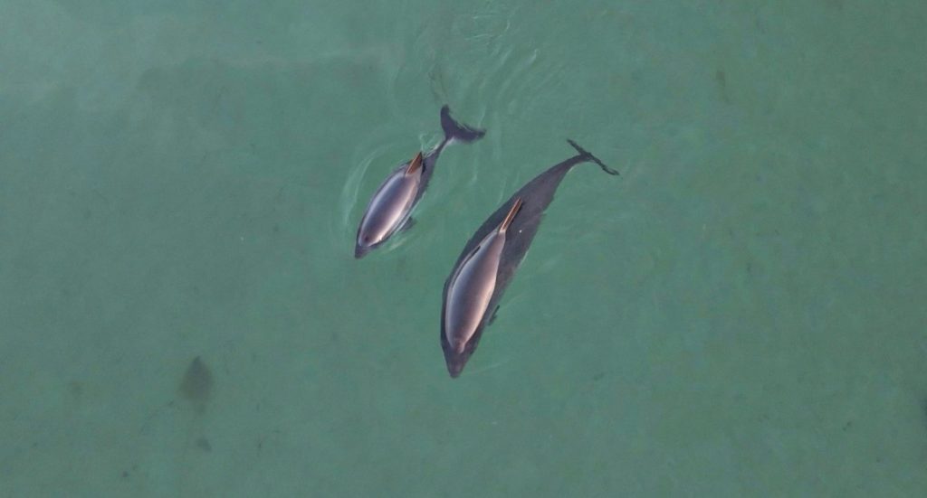 An adult and juvenile harbour porpoise swimming side by side, seen from above
