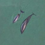 Porpoises ‘buzz’ less when boats are nearby
