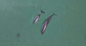 An adult and juvenile harbour porpoise swimming side by side, seen from above