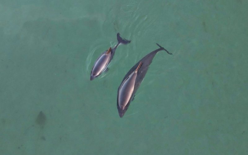 An adult and juvenile harbour porpoise swimming side by side, seen from above
