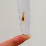 Research will help lobster hatcheries safeguard genetic diversity