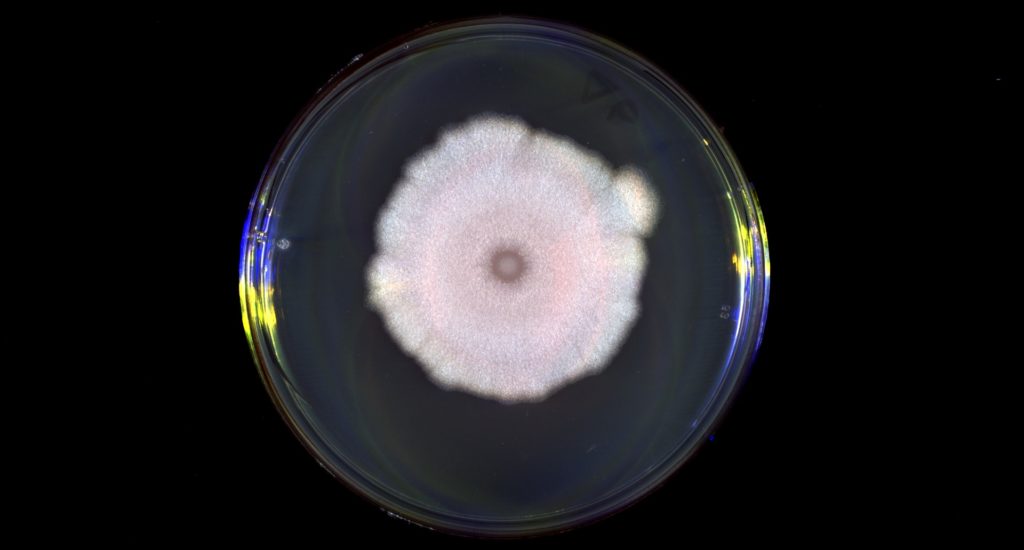 A microscope image of a petri dish with a white cloud-like shape in the centre