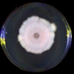 Viruses ‘eavesdrop’ on each other – but it can backfire