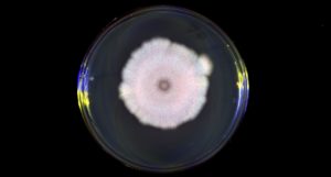A microscope image of a petri dish with a white cloud-like shape in the centre
