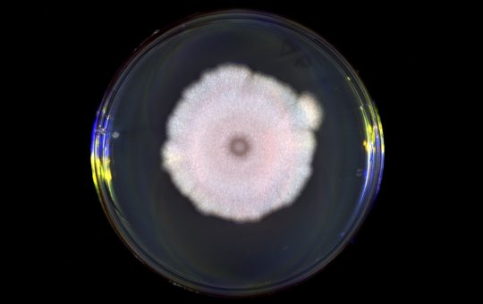 A microscope image of a petri dish with a white cloud-like shape in the centre
