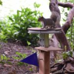 Squirrels climb higher for better snacks