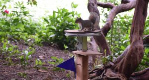 A grey squirrel on top of a wooden post with a flat platform at the top