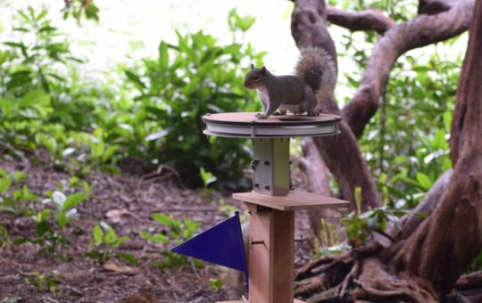A grey squirrel on top of a wooden post with a flat platform at the top