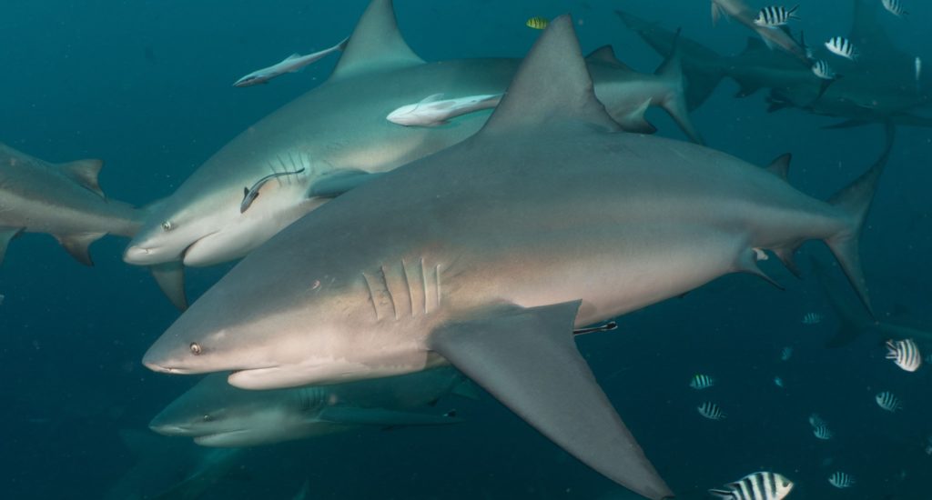 Two bull sharks swimming side by side