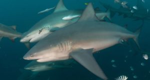 Two bull sharks swimming side by side