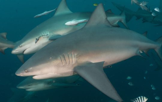 Two bull sharks swimming side by side