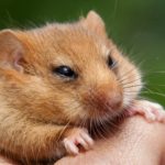 Dormice weight fluctuates as climate changes