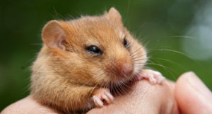 A hazel dormouse being held in a person's hand