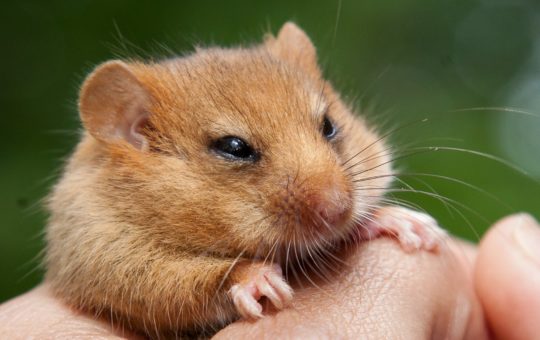 A hazel dormouse being held in a person's hand