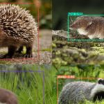 Wildlife imaging shows that AI models aren’t as smart as we think