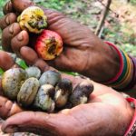 Researchers warn against securitised response to global biodiversity loss