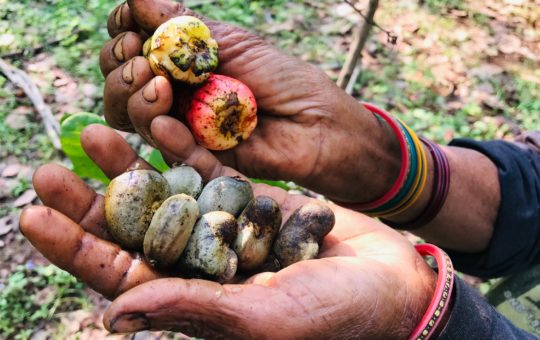 Two hands holding blighted cashew nuts