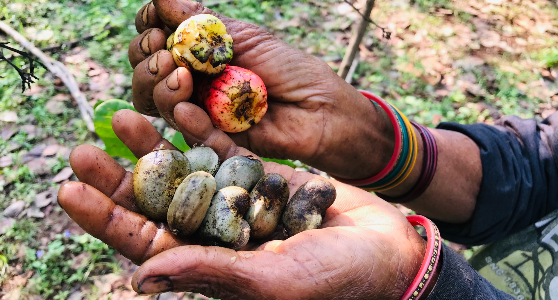 Two hands holding blighted cashew nuts