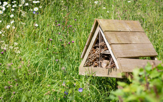 Join theCity Nature Challenge in Exeter: University of Exeter Leads UK's Largest Community Science Event
