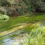 Chalk-stream salmon could become an official sub-species