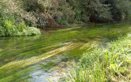 A stretch of river in dappled sunshine, with long underwater plants visible