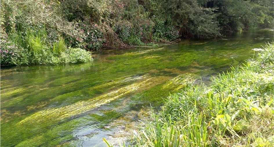 A stretch of river in dappled sunshine, with long underwater plants visible