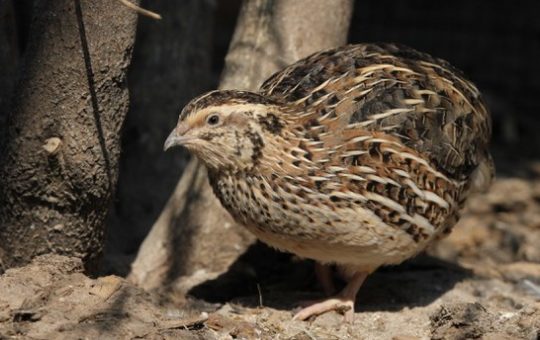 a Japanese quail in a dark environment