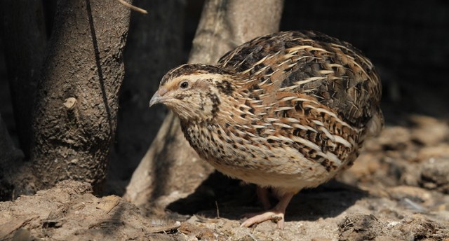 a Japanese quail in a dark environment