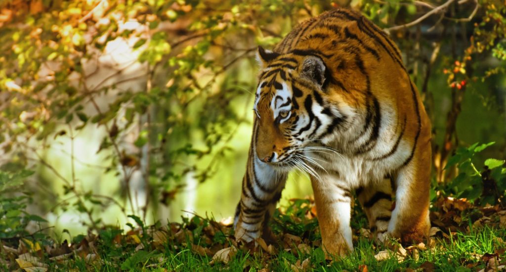 A tiger in a woodland area