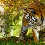 Online game reveals secrets of animal camouflage