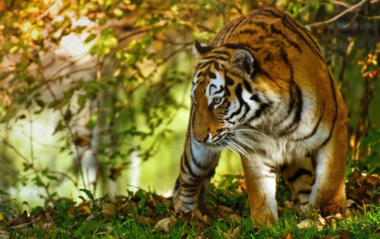 A tiger in a woodland area