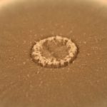 Global mycology community calls to combat drug‑resistant fungi