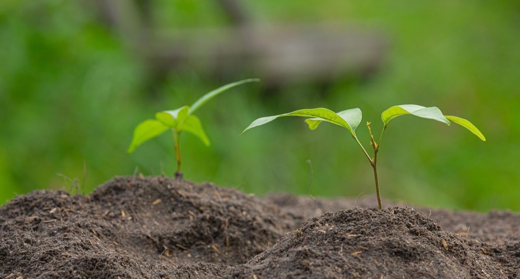 Two small seedlings emerging from bare soil