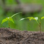 Host of positive ‘tipping points’ can regenerate nature